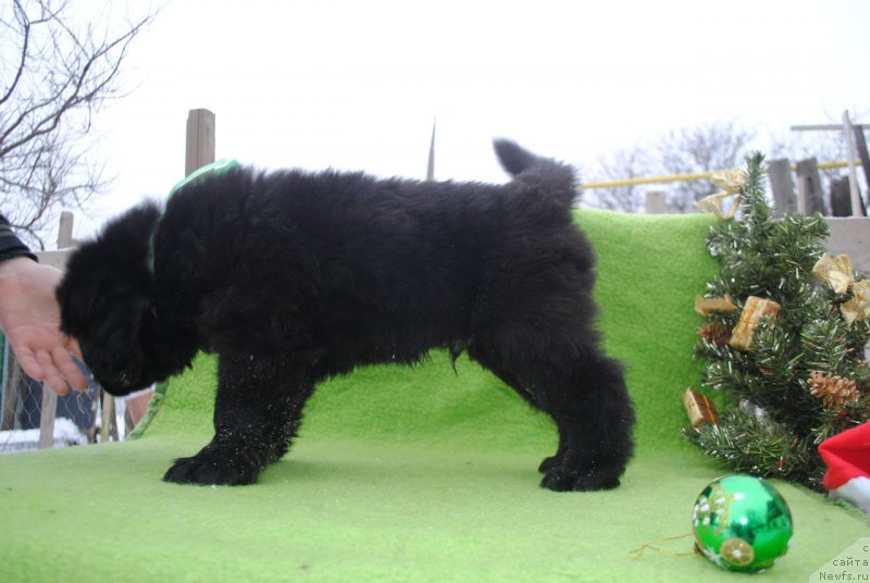 Фото: ньюфаундленд CHernyiy Balu Maggelan (Черный Балу Маггелан)