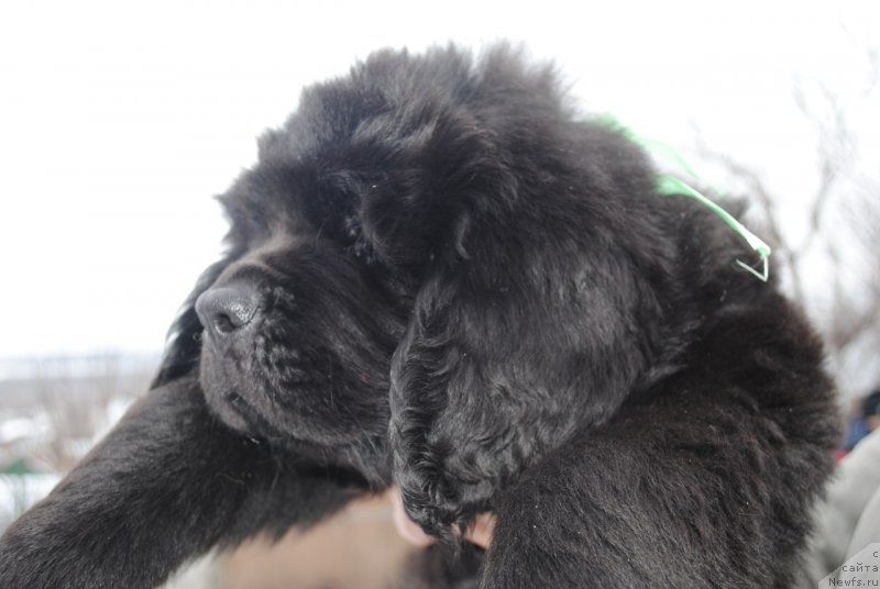 Фото: ньюфаундленд CHernyiy Balu Maggelan (Черный Балу Маггелан)