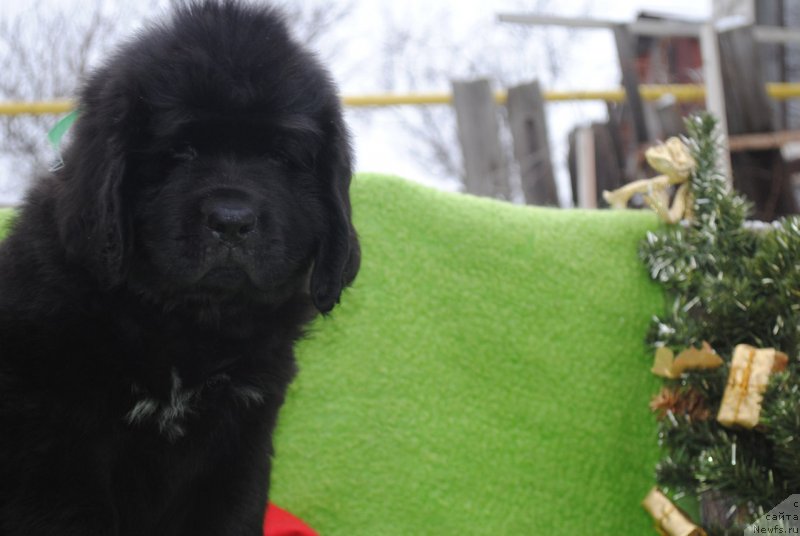 Фото: ньюфаундленд CHernyiy Balu Maggelan (Черный Балу Маггелан)