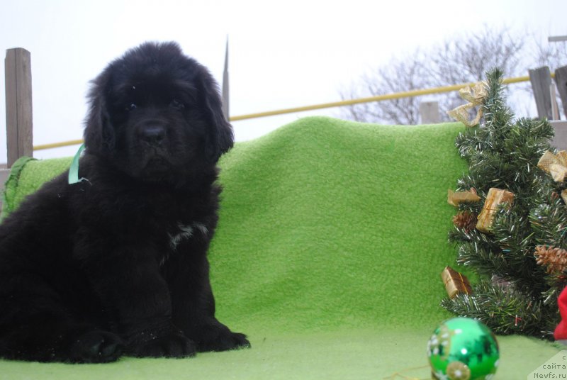 Фото: ньюфаундленд CHernyiy Balu Maggelan (Черный Балу Маггелан)