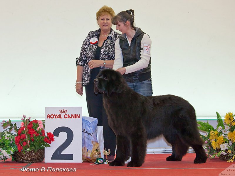 Фото: ньюфаундленд Chernaya Mafia Back To The Future (Черная Мафия Баск То Тхе Футуре)