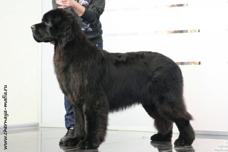 Фото: ньюфаундленд Chernaya Mafia Back To The Future (Черная Мафия Баск То Тхе Футуре)