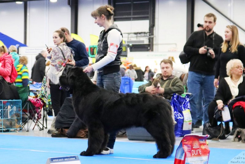 Фото: ньюфаундленд Chernaya Mafia Blues In The Night (Черная Мафия Блуес Ин Тхе Нигхт)