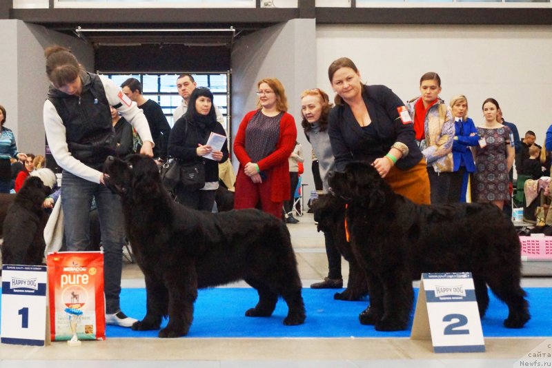 Фото: ньюфаундленд Chernaya Mafia Because I Am Worth It (Черная Мафия Бекаусе И Ам Вортх Ит), YUliya Naumova (Юлия Наумова), ньюфаундленд Aquatoriya Kelvin Zhasmin (Акватория Келвин Жасмин), Tat'yana Abutova (Татьяна Абутова)