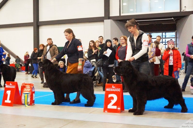 Фото: ньюфаундленд Aquatoriya Kelvin Yunique Malina Style (Акватория Келвин Юник Малина Стайл), Tat'yana Abutova (Татьяна Абутова), ньюфаундленд Chernaya Mafia Because I Am Worth It (Черная Мафия Бекаусе И Ам Вортх Ит), YUliya Naumova (Юлия Наумова)