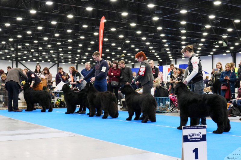 Фото: ньюфаундленд Aquatoriya Kelvin Zhasmin (Акватория Келвин Жасмин), ньюфаундленд Beguschaya po Volnam God Bless Queen (Бегущая по Волнам Год Блеек Кюеен), ньюфаундленд King of Helluland Glitter in the Air, ньюфаундленд Terra Viktoriya Bogemnaya L'vica (Терра Виктория Богемная Львица), ньюфаундленд Chernaya Mafia Because I Am Worth It (Черная Мафия Бекаусе И Ам Вортх Ит)