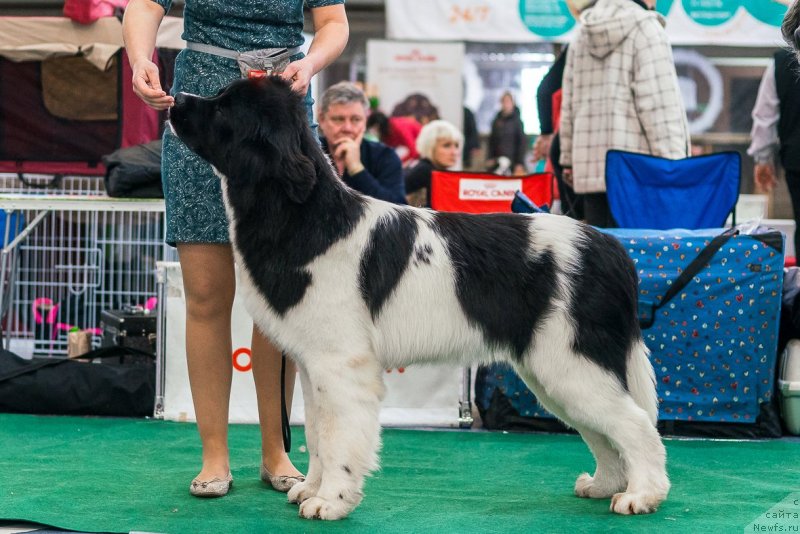 Фото: ньюфаундленд Akvian Song Teyyat Prior (Аквиан Сонг Тейят Приор)