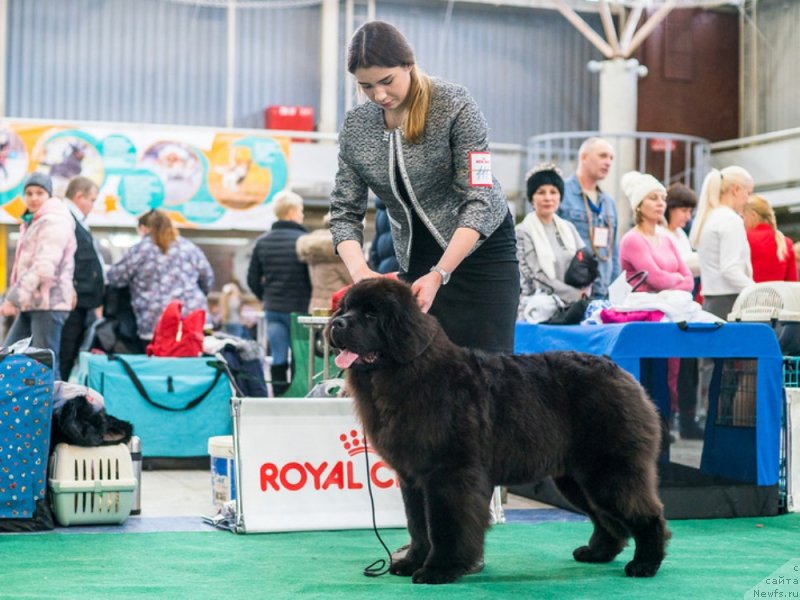 Фото: ньюфаундленд Aquatoriya Kelvin Majestic the Queen (Акватория Келвин Мажестик зе Квин)
