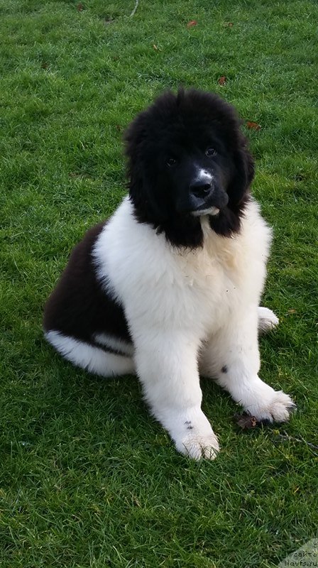 Фото: ньюфаундленд Super Premium Yelena Princess of Russia (Супер Премиум Юелена Принцесс оф Россия)