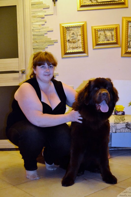 Фото: Viktoriya Aleksandrova (Виктория Александрова), ньюфаундленд Brownblood MSK Livona Liba (Браунблад МСК Ливона Либа)