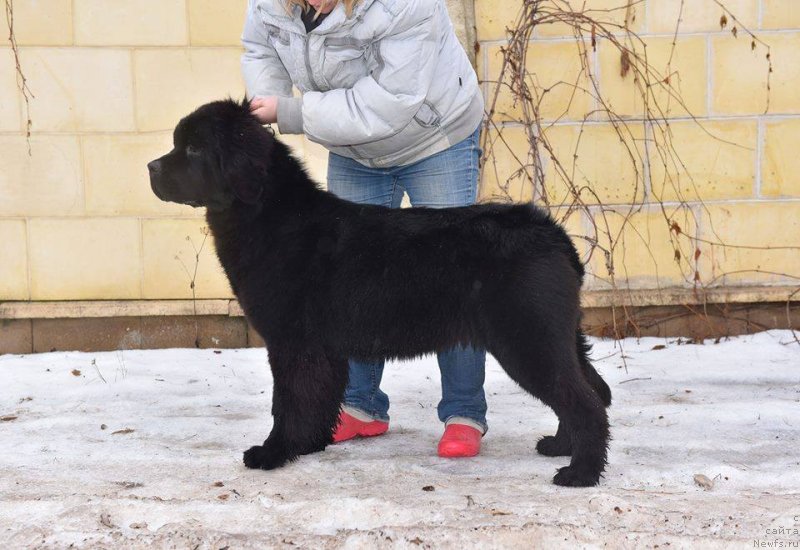 Фото: ньюфаундленд Stealbears At my Best (Стеалбеарс Ат Май Бэст)