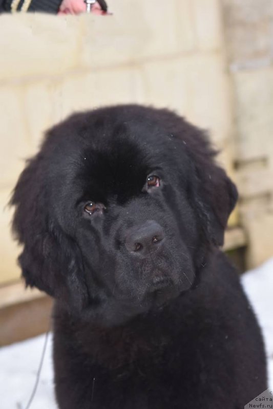 Фото: ньюфаундленд Stealbears At my Best (Стеалбеарс Ат Май Бэст)