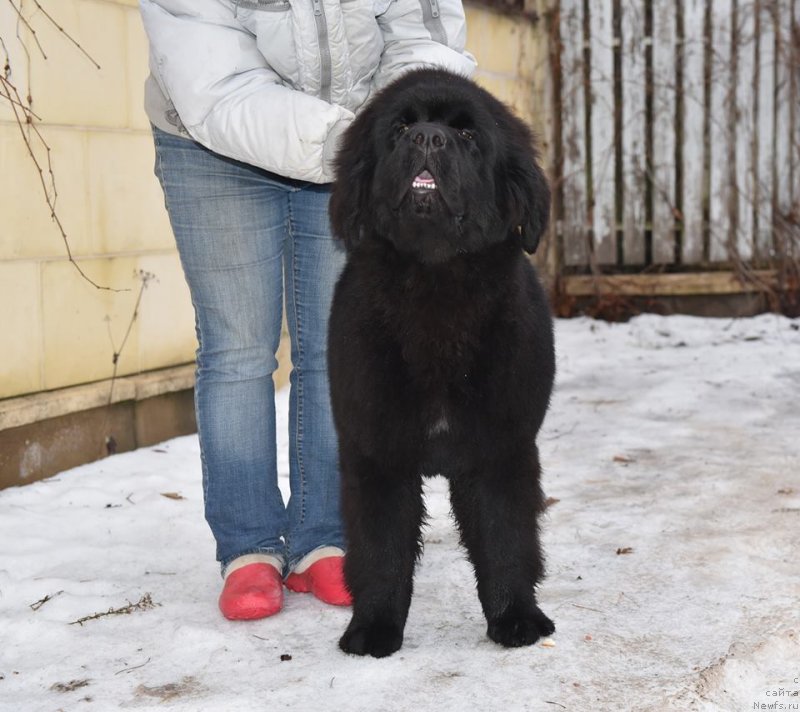 Фото: ньюфаундленд Stealbears At my Best (Стеалбеарс Ат Май Бэст)