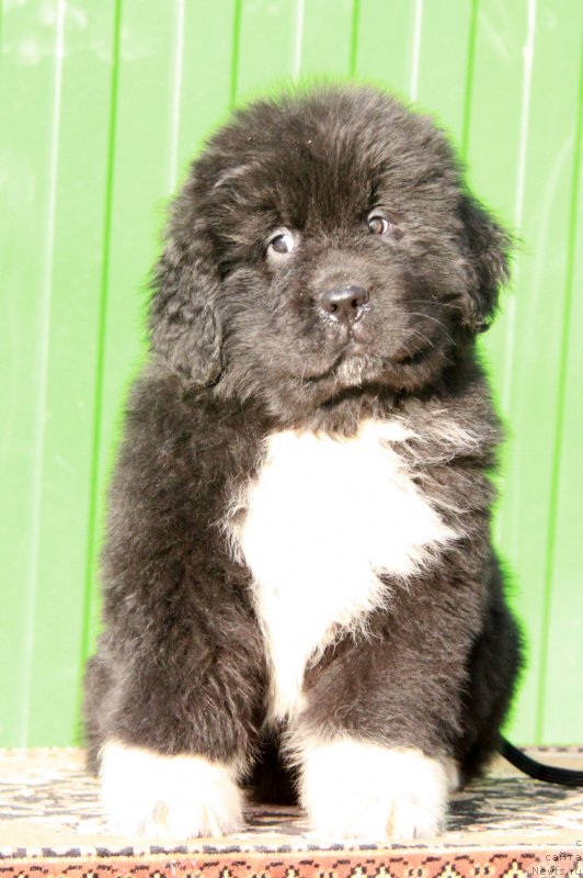 Фото: АС Форбс