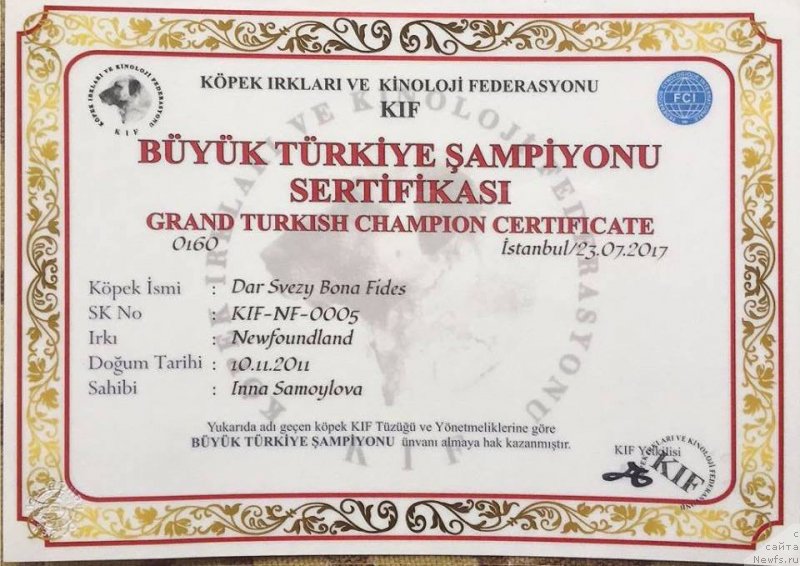 Фото: ньюфаундленд Dar Svezy Bona Fides (Дар Свезы Бона Фидес)