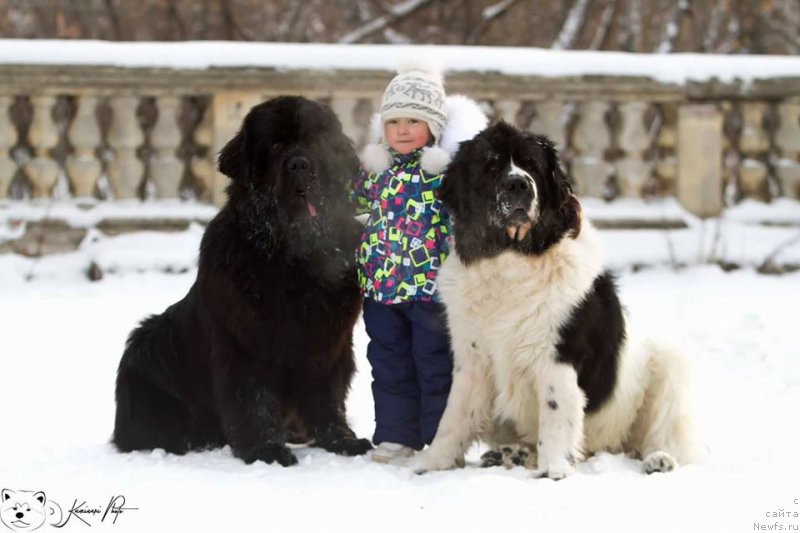 Фото: ньюфаундленд Korolevich Elisey ot Sibirskogo Medvedya (Королевич Елисей от Сибирского Медведя), Ваня и Софья