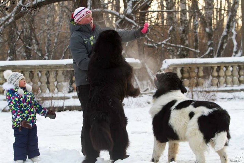 Фото: ньюфаундленд Korolevich Elisey ot Sibirskogo Medvedya (Королевич Елисей от Сибирского Медведя)