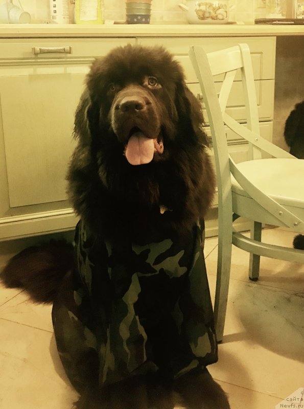 Фото: ньюфаундленд Brownblood MSK Livona Liba (Браунблад МСК Ливона Либа)