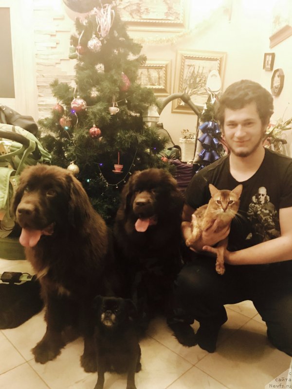 Фото: ньюфаундленд Brownblood MSK Audi Red Less (Браунблад МСК Ауди Рэд Лэсс), ньюфаундленд Brownblood MSK Livona Liba (Браунблад МСК Ливона Либа)