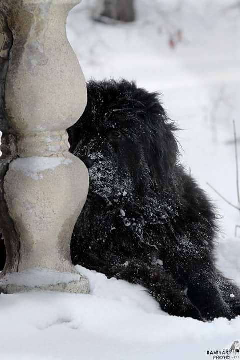 Фото: ньюфаундленд N'yufort Jordjiya (Ньюфорт Жорджия)