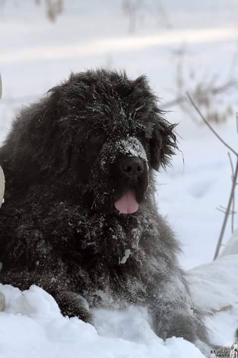Фото: ньюфаундленд N'yufort Jordjiya (Ньюфорт Жорджия)