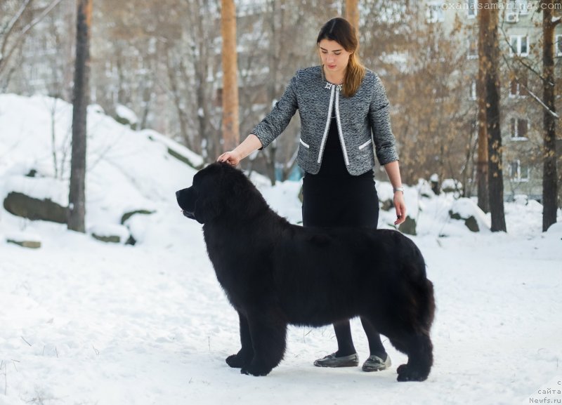 Фото: ньюфаундленд Akvatoriya Kelvin Laksheri (Акватория Келвин Лакшери)