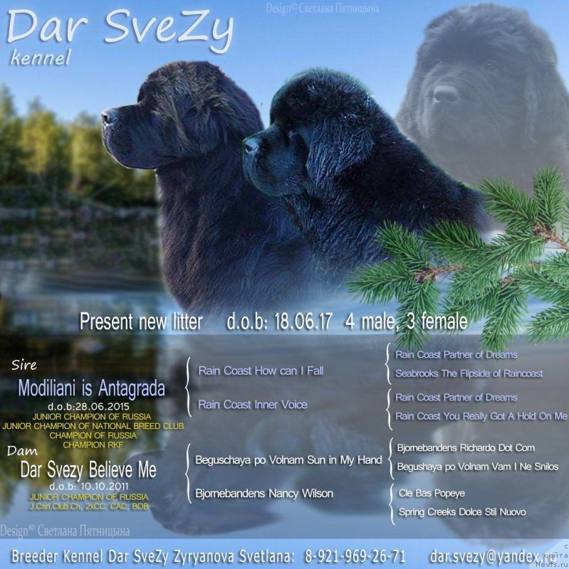 Фото: ньюфаундленд Dar Svezy Believe Me (Дар Свезы Белив Ми), ньюфаундленд Modiliani is Antagrada (Модильяни из Антаграда), ньюфаундленд Dar Svezy Dyuschess Dyu Bua (Дар Свезы Дюшесс Дю Буа)