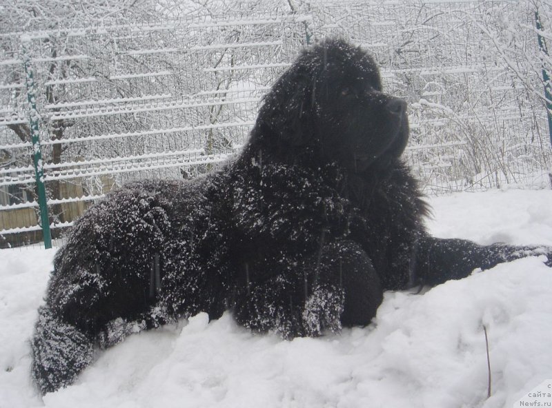 Фото: ньюфаундленд Dar Svezyi Felisiti-Felichita (Дар Свезы Фелисити-Феличита)