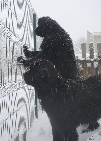 Фото: ньюфаундленд Dar Svezy Believe Me (Дар Свезы Белив Ми), ньюфаундленд Dar Svezyi Ekslibris (Дар Свезы Екслибрис)