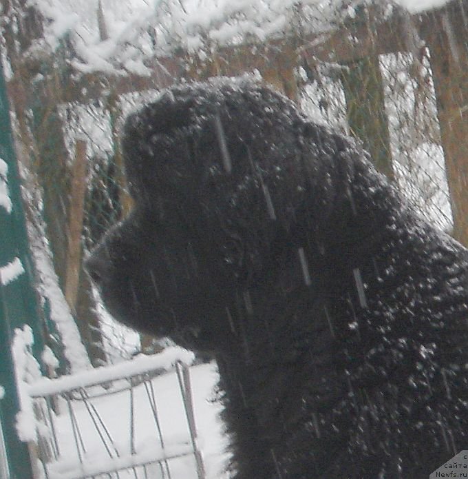 Фото: ньюфаундленд Dar Svezyi Ekslibris (Дар Свезы Екслибрис)