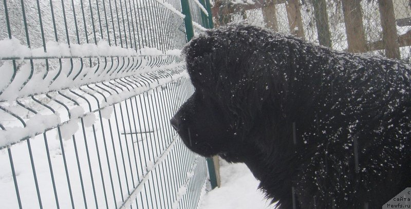 Фото: ньюфаундленд Dar Svezyi Ekslibris (Дар Свезы Екслибрис)