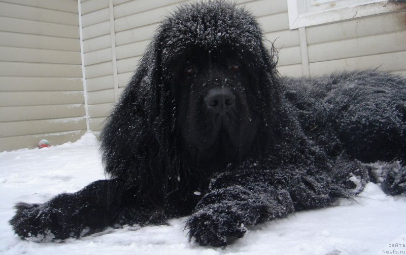 Фото: ньюфаундленд Dar Svezyi Eksprofesso (Дар Свезы Експрофессо)