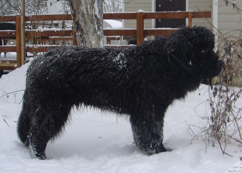 Фото: ньюфаундленд Dar Svezy Dyuk L'urs (Дар Свезы Дюк Л'Урс)