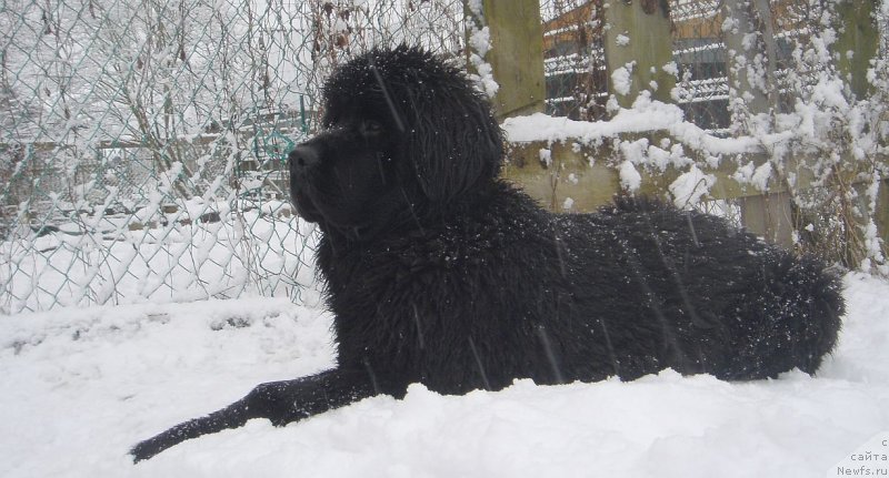 Фото: ньюфаундленд Dar Svezyi D'yu Point (Дар Свезы Дью Поинт)