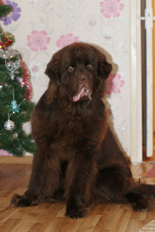 Фотография № 232691