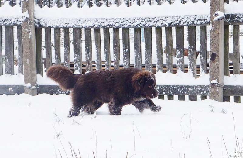 Фото: ньюфаундленд Brownblood MSK Delicia Shari (Браунблад МСК Дэлиция Шари)