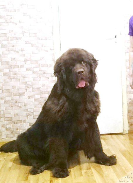 Фото: ньюфаундленд Braunblad MSK Daymond Maks (Браунблад МСК Даймонд Макс)