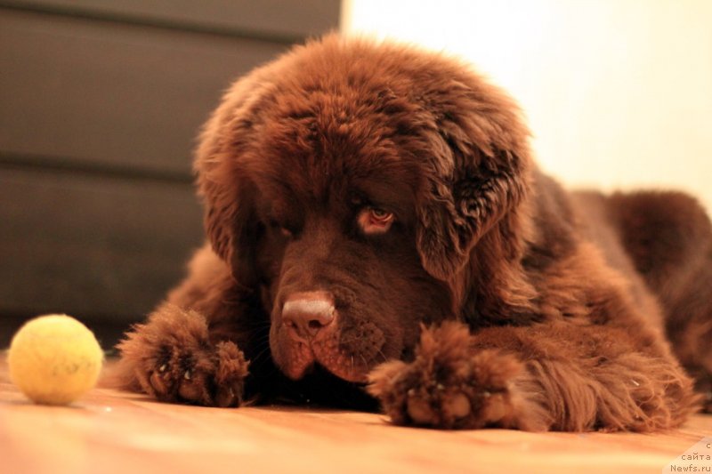 Фото: ньюфаундленд Braunblad MSK Daymond Maks (Браунблад МСК Даймонд Макс)