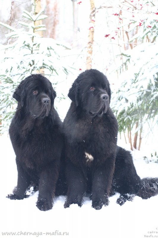 Фото: ньюфаундленд Chernaya Mafia Because I Am Worth It (Черная Мафия Бекаусе И Ам Вортх Ит), ньюфаундленд Chernaya Mafia Be Cool (Черная Мафия Бе Коол)