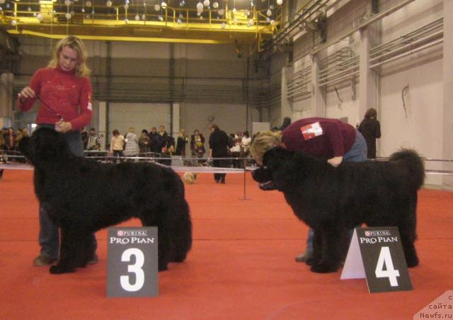 Фото: ньюфаундленд Mag Ispolin Jguchiy Bryunet (Маг Исполин Жгучий Брюнет), ньюфаундленд Armani Imperial (Армани Империал)