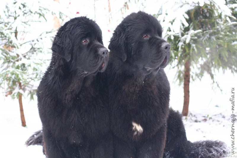 Фотография № 232700