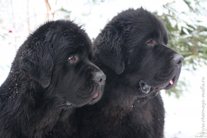 Фотография № 232701