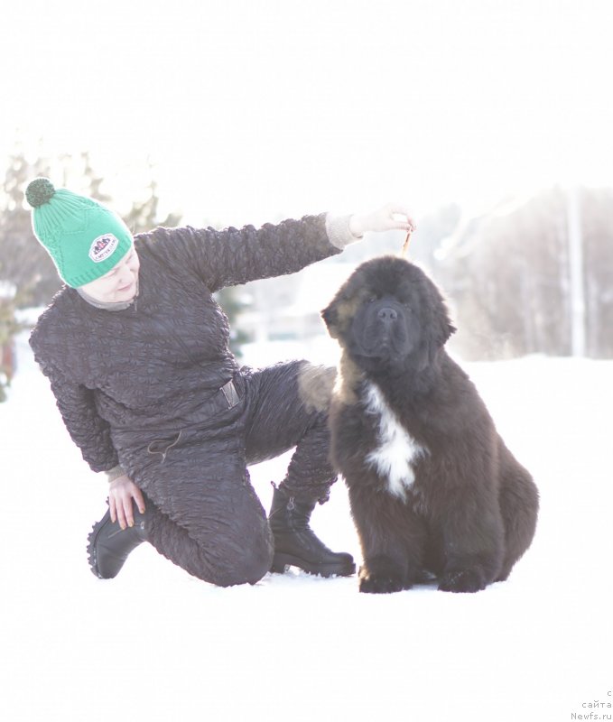 Фото: ньюфаундленд Akvatoriya Kelvin Diskaveri (Акватория Келвин Дискавери), ньюфаундленд Aquatoriya Kelvin Rise After Me (Акватория Келвин Райз Афтэ Ми)