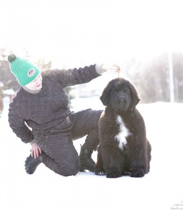 Фото: ньюфаундленд Akvatoriya Kelvin Diskaveri (Акватория Келвин Дискавери), ньюфаундленд Aquatoriya Kelvin Rise After Me (Акватория Келвин Райз Афтэ Ми)