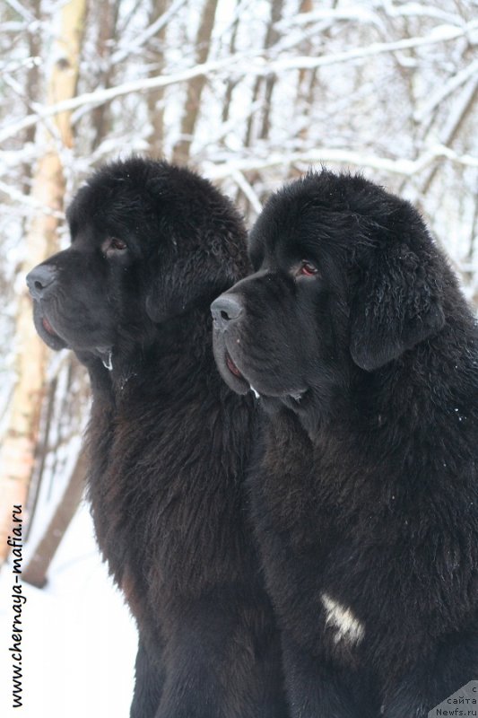 Фото: ньюфаундленд Chernaya Mafia Back To The Future (Черная Мафия Баск То Тхе Футуре), ньюфаундленд Chernaya Mafia Be Cool (Черная Мафия Бе Коол)