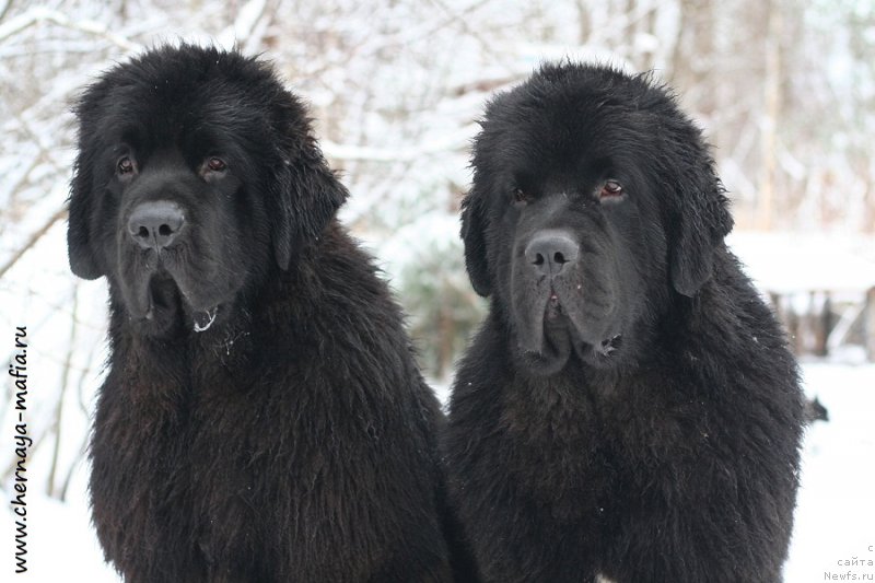 Фото: ньюфаундленд Chernaya Mafia Back To The Future (Черная Мафия Баск То Тхе Футуре), ньюфаундленд Chernaya Mafia Be Cool (Черная Мафия Бе Коол)