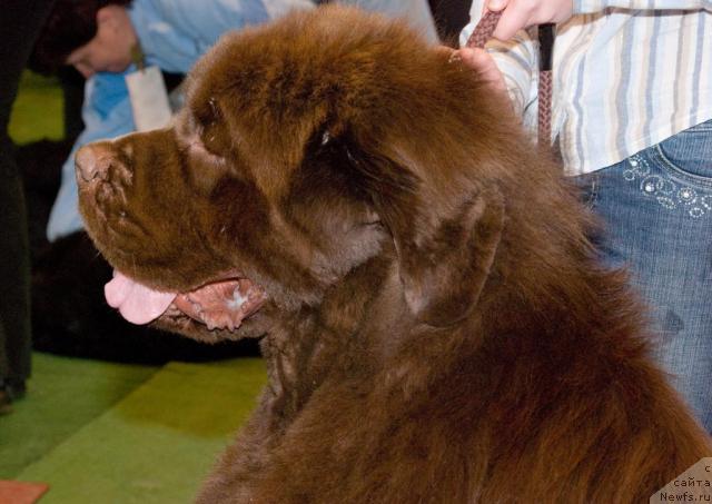Фото: ньюфаундленд Nastoyaschiy Shik ot Sibirskogo Medvedya (Настоящий Шик от Сибирского Медведя)