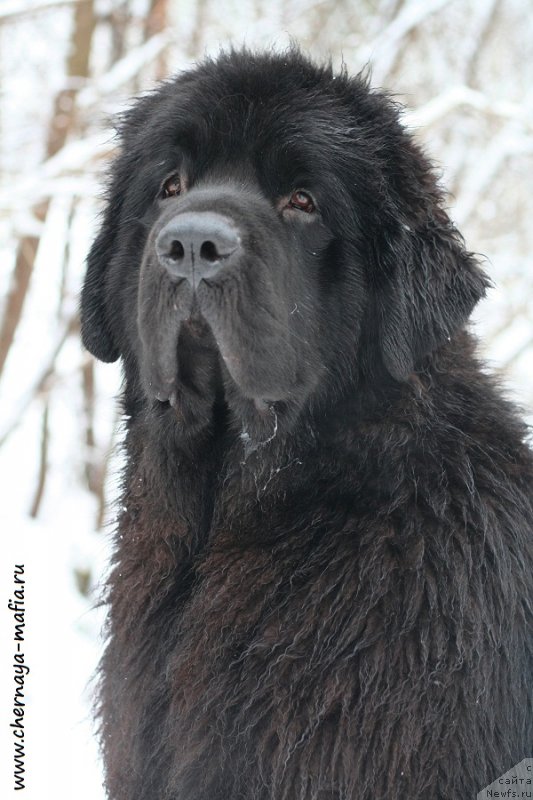 Фото: ньюфаундленд Chernaya Mafia Back To The Future (Черная Мафия Баск То Тхе Футуре)