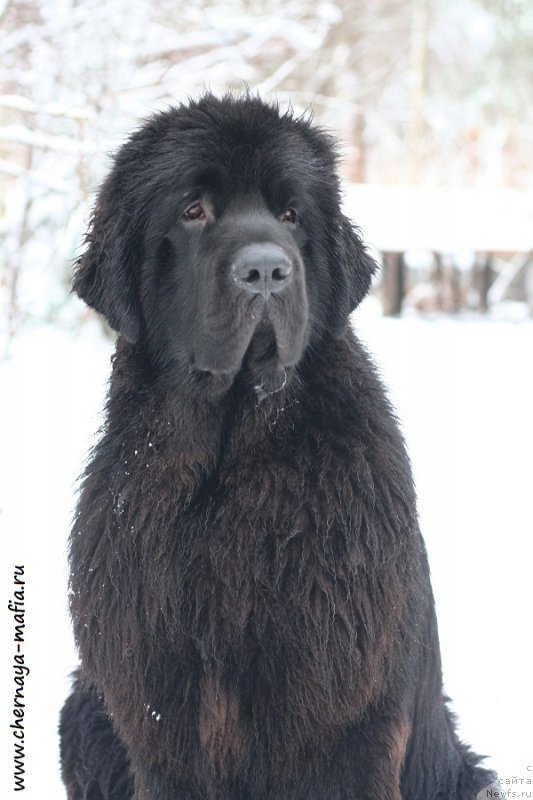 Фотография № 232711