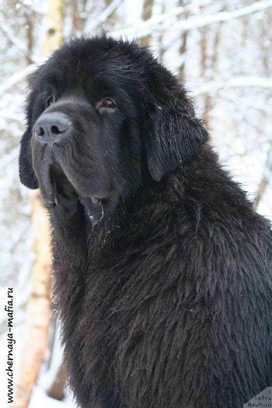 Фото: ньюфаундленд Chernaya Mafia Back To The Future (Черная Мафия Баск То Тхе Футуре)